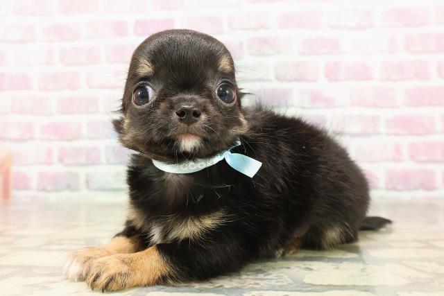 新潟県のチワワ(ロング) (Coo&RIKU上越店/2025年6月5日生まれ/男の子/ブラックタン)の子犬の2枚目の画像