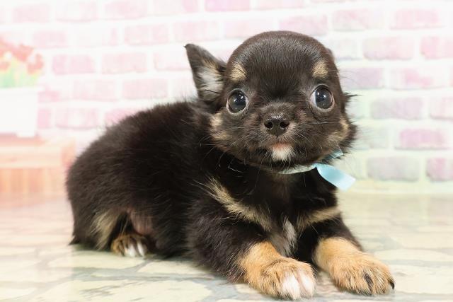 新潟県のチワワ(ロング) (Coo&RIKU上越店/2025年6月5日生まれ/男の子/ブラックタン)の子犬の3枚目の画像