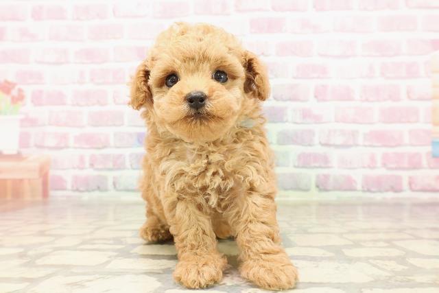 東京都のトイプードル(トイ) (Coo&RIKU大久保店/2025年6月13日生まれ/男の子/レッド)の子犬の1枚目の画像