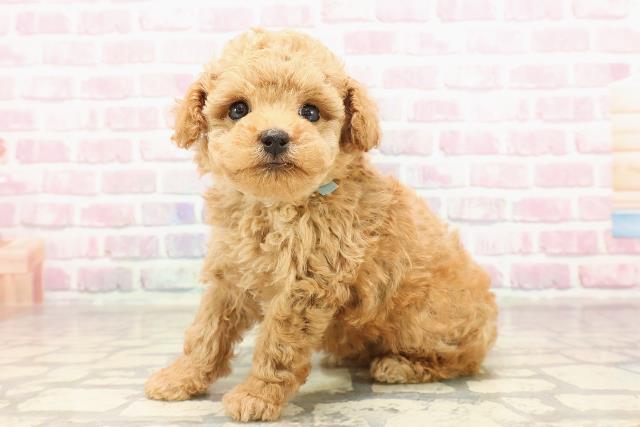東京都のトイプードル(トイ) (Coo&RIKU大久保店/2025年6月13日生まれ/男の子/レッド)の子犬の2枚目の画像