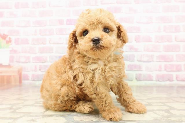 東京都のトイプードル(トイ) (Coo&RIKU大久保店/2025年6月13日生まれ/男の子/レッド)の子犬の3枚目の画像