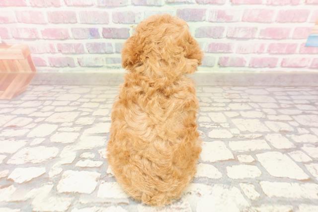 東京都のトイプードル(トイ) (Coo&RIKU大久保店/2025年6月13日生まれ/男の子/レッド)の子犬の4枚目の画像
