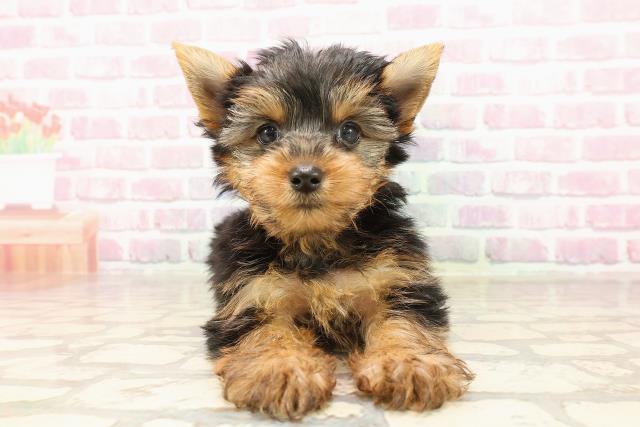 愛知県のヨークシャーテリア (Coo&RIKU東海店/2025年6月15日生まれ/女の子/スチールブルータン)の子犬の1枚目の画像