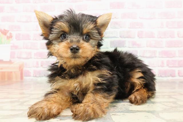 愛知県のヨークシャーテリア (Coo&RIKU東海店/2025年6月15日生まれ/女の子/スチールブルータン)の子犬の2枚目の画像