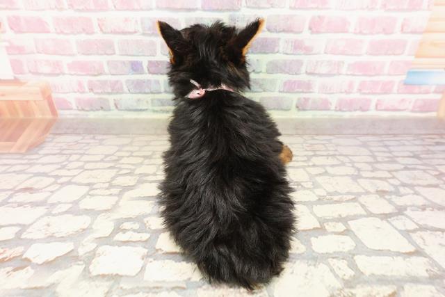 愛知県のヨークシャーテリア (Coo&RIKU東海店/2025年6月15日生まれ/女の子/スチールブルータン)の子犬の4枚目の画像