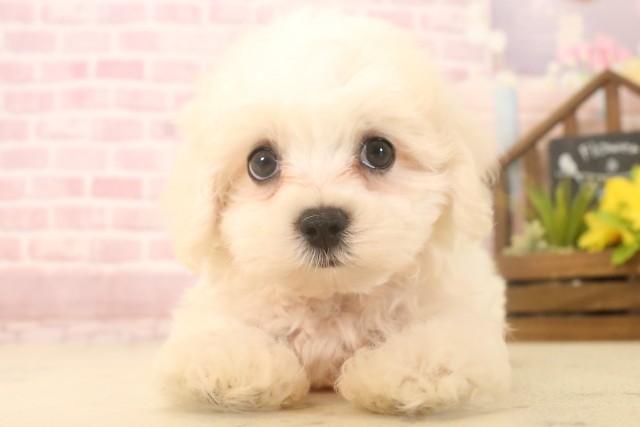 福岡県のマルチーズ (Coo&RIKU福岡西店/2025年6月13日生まれ/男の子/ホワイト)の子犬の1枚目の画像