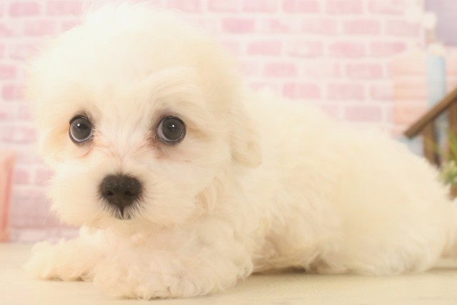 福岡県のマルチーズ (Coo&RIKU福岡西店/2025年6月13日生まれ/男の子/ホワイト)の子犬の3枚目の画像
