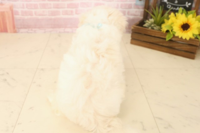 福岡県のマルチーズ (Coo&RIKU福岡西店/2025年6月13日生まれ/男の子/ホワイト)の子犬の4枚目の画像