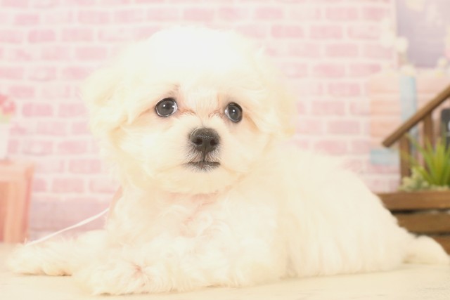 長崎県のマルチーズ (Coo&RIKU長崎佐世保店/2025年6月13日生まれ/女の子/ホワイト)の子犬の3枚目の画像
