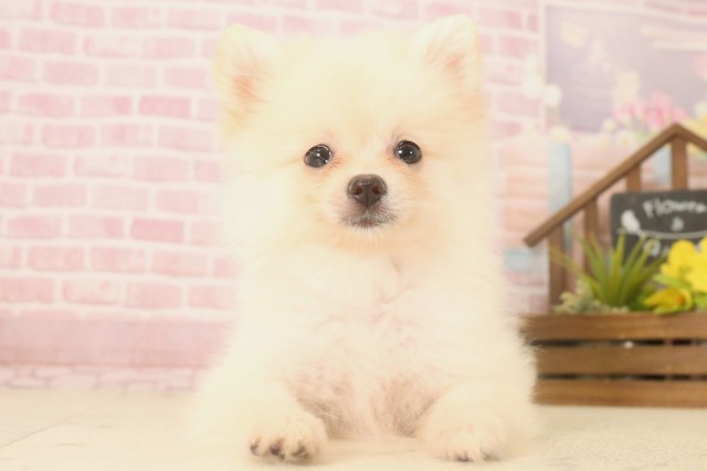 福岡県のポメラニアン (Coo&RIKU福岡東店/2025年6月15日生まれ/女の子/クリーム)の子犬