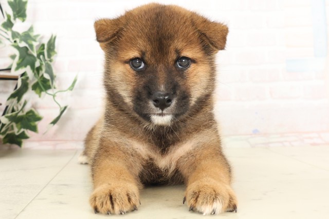 福岡県の柴犬(標準サイズ) (Coo&RIKU久留米店/2025年6月13日生まれ/男の子/赤)の子犬の1枚目の画像
