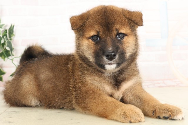 福岡県の柴犬(標準サイズ) (Coo&RIKU久留米店/2025年6月13日生まれ/男の子/赤)の子犬の2枚目の画像