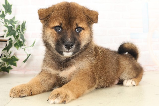 福岡県の柴犬(標準サイズ) (Coo&RIKU久留米店/2025年6月13日生まれ/男の子/赤)の子犬の3枚目の画像