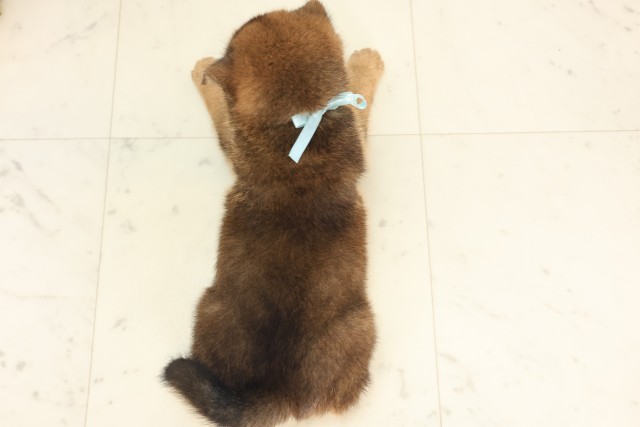 福岡県の柴犬(標準サイズ) (Coo&RIKU久留米店/2025年6月13日生まれ/男の子/赤)の子犬の4枚目の画像