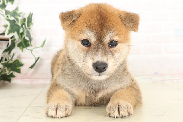 佐賀県の柴犬(標準サイズ) (Coo&RIKU佐賀神埼店/2025年6月13日生まれ/女の子/赤)の子犬の1枚目の画像