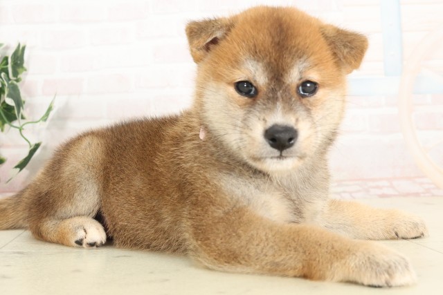 佐賀県の柴犬(標準サイズ) (Coo&RIKU佐賀神埼店/2025年6月13日生まれ/女の子/赤)の子犬の2枚目の画像