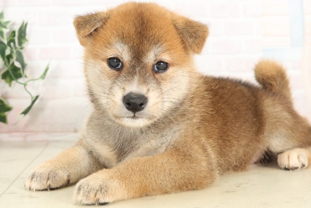 佐賀県の柴犬(標準サイズ) (Coo&RIKU佐賀神埼店/2025年6月13日生まれ/女の子/赤)の子犬の3枚目の画像