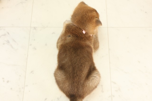 佐賀県の柴犬(標準サイズ) (Coo&RIKU佐賀神埼店/2025年6月13日生まれ/女の子/赤)の子犬の4枚目の画像