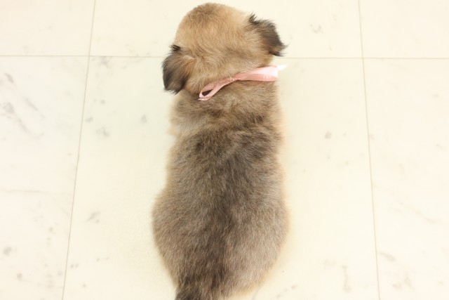 福岡県のチワワ(ロング) (Coo&RIKU福岡東店/2025年6月12日生まれ/女の子/フォーンホワイト)の子犬の4枚目の画像