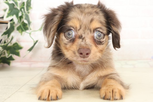 佐賀県のハーフ犬・ミックス犬 (Coo&RIKU佐賀神埼店/2025年6月13日生まれ/女の子/チョコレートダップル)の子犬の1枚目の画像