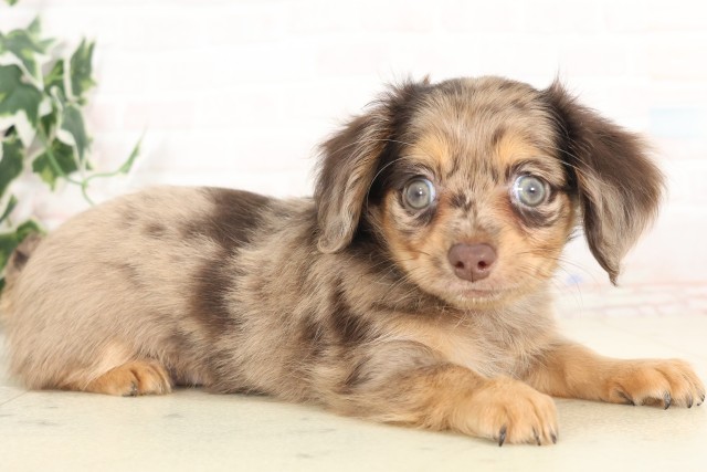 佐賀県のハーフ犬・ミックス犬 (Coo&RIKU佐賀神埼店/2025年6月13日生まれ/女の子/チョコレートダップル)の子犬の2枚目の画像