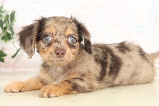 佐賀県のハーフ犬・ミックス犬 (Coo&RIKU佐賀神埼店/2025年6月13日生まれ/女の子/チョコレートダップル)の子犬の3枚目の画像