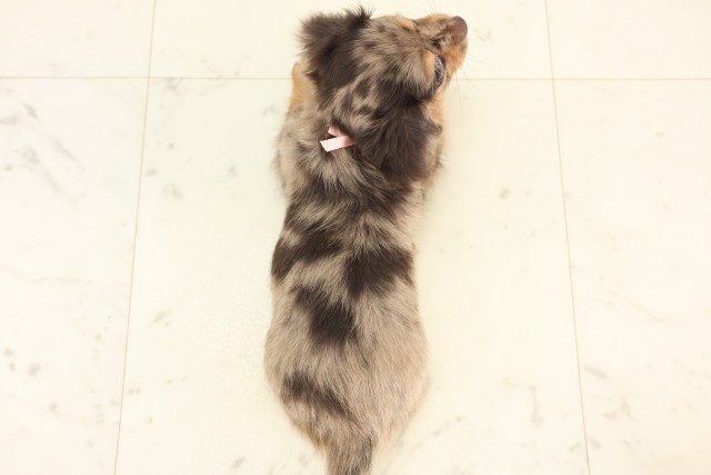 佐賀県のハーフ犬・ミックス犬 (Coo&RIKU佐賀神埼店/2025年6月13日生まれ/女の子/チョコレートダップル)の子犬の4枚目の画像