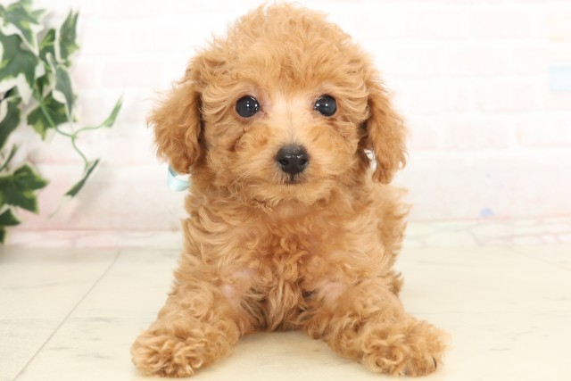 福岡県のトイプードル(トイ) (Coo&RIKU福岡東店/2025年6月10日生まれ/男の子/アプリコット)の子犬の1枚目の画像