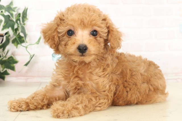 福岡県のトイプードル(トイ) (Coo&RIKU福岡東店/2025年6月10日生まれ/男の子/アプリコット)の子犬の3枚目の画像