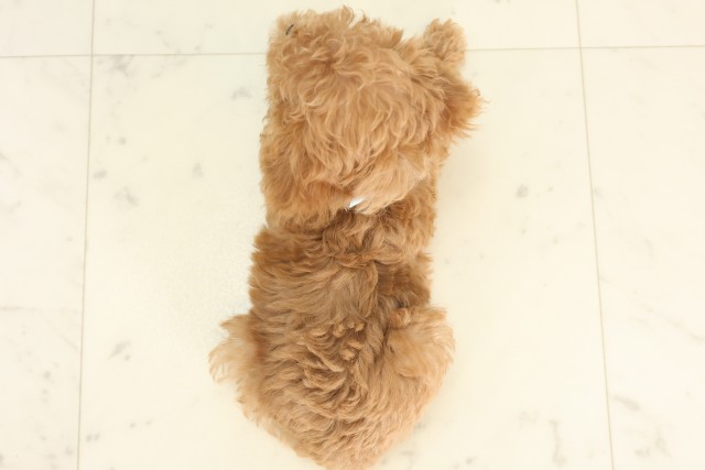福岡県のトイプードル(トイ) (Coo&RIKU福岡東店/2025年6月10日生まれ/男の子/アプリコット)の子犬の4枚目の画像