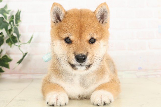 福岡県の豆柴 (Coo&RIKU筑後店/2025年6月13日生まれ/男の子/赤)の子犬の1枚目の画像