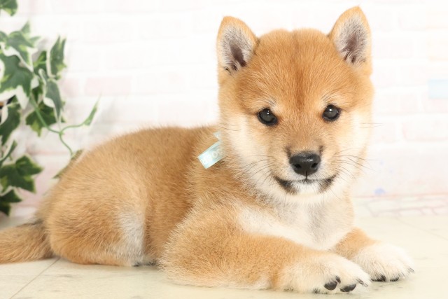 福岡県の豆柴 (Coo&RIKU筑後店/2025年6月13日生まれ/男の子/赤)の子犬の2枚目の画像