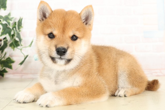 福岡県の豆柴 (Coo&RIKU筑後店/2025年6月13日生まれ/男の子/赤)の子犬の3枚目の画像