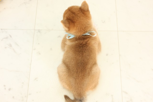 福岡県の豆柴 (Coo&RIKU筑後店/2025年6月13日生まれ/男の子/赤)の子犬の4枚目の画像