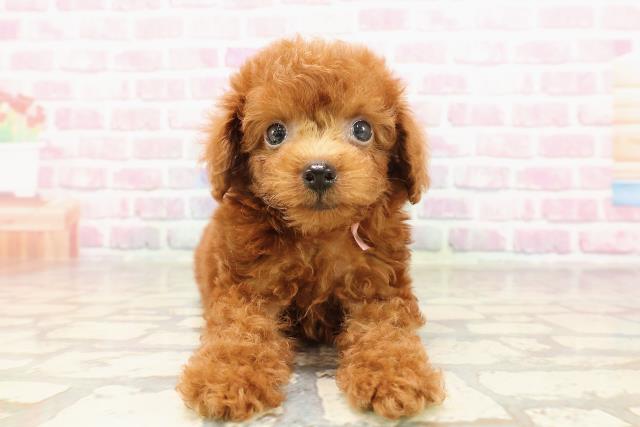 千葉県のトイプードル(トイ) (Coo&RIKU市原店/2025年5月31日生まれ/女の子/レッド)の子犬の1枚目の画像