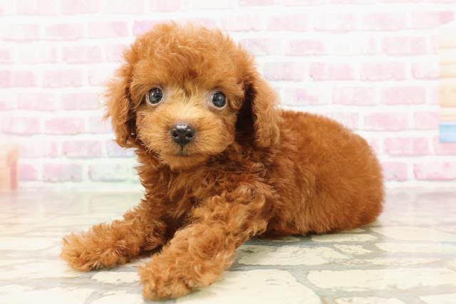千葉県のトイプードル(トイ) (Coo&RIKU市原店/2025年5月31日生まれ/女の子/レッド)の子犬の2枚目の画像