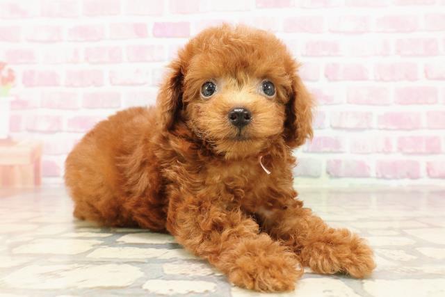 千葉県のトイプードル(トイ) (Coo&RIKU市原店/2025年5月31日生まれ/女の子/レッド)の子犬の3枚目の画像