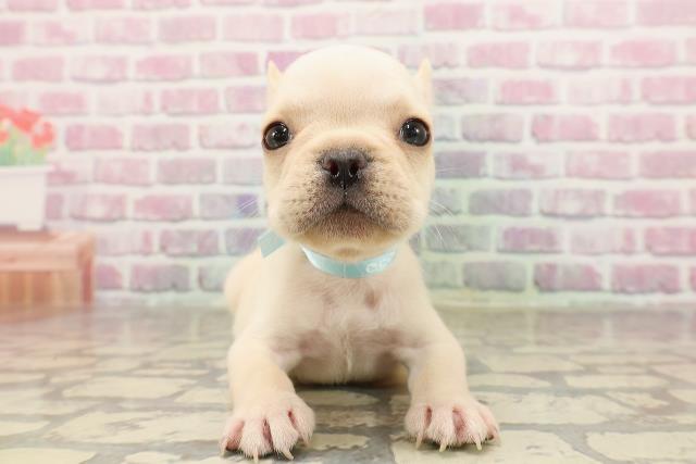 東京都のフレンチブルドッグ (Coo&RIKU武蔵小山店/2025年6月12日生まれ/男の子/クリーム)の子犬の1枚目の画像