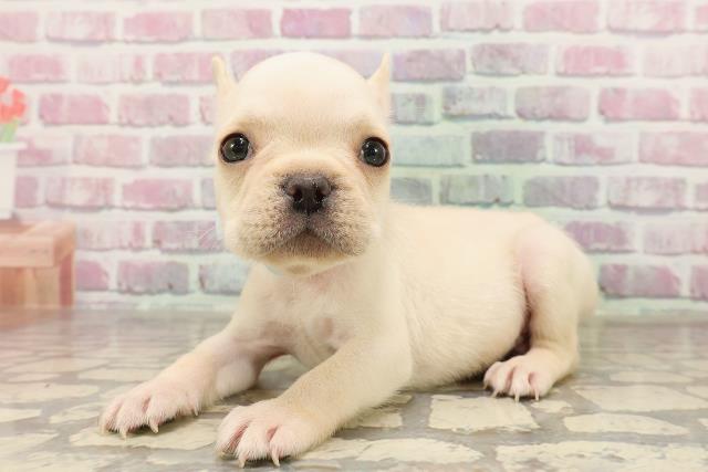 東京都のフレンチブルドッグ (Coo&RIKU武蔵小山店/2025年6月12日生まれ/男の子/クリーム)の子犬の2枚目の画像
