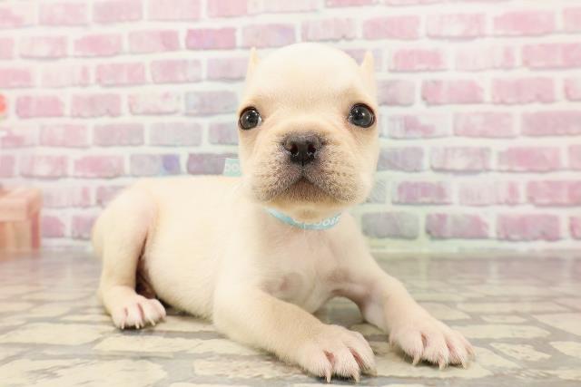 東京都のフレンチブルドッグ (Coo&RIKU武蔵小山店/2025年6月12日生まれ/男の子/クリーム)の子犬の3枚目の画像
