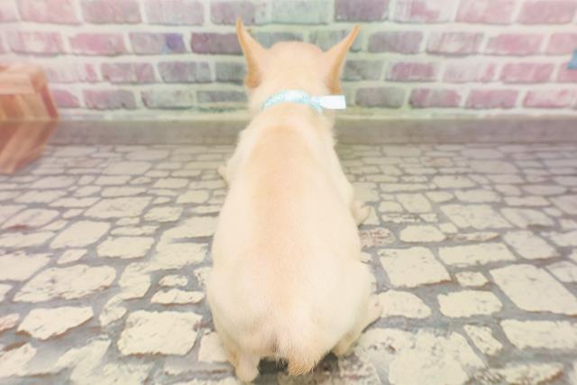 東京都のフレンチブルドッグ (Coo&RIKU武蔵小山店/2025年6月12日生まれ/男の子/クリーム)の子犬の4枚目の画像