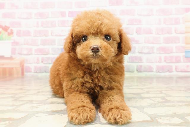東京都のトイプードル(トイ) (Coo&RIKU池袋西口店/2025年6月15日生まれ/男の子/レッド)の子犬の1枚目の画像