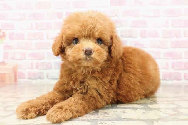 東京都のトイプードル(トイ) (Coo&RIKU池袋西口店/2025年6月15日生まれ/男の子/レッド)の子犬の2枚目の画像