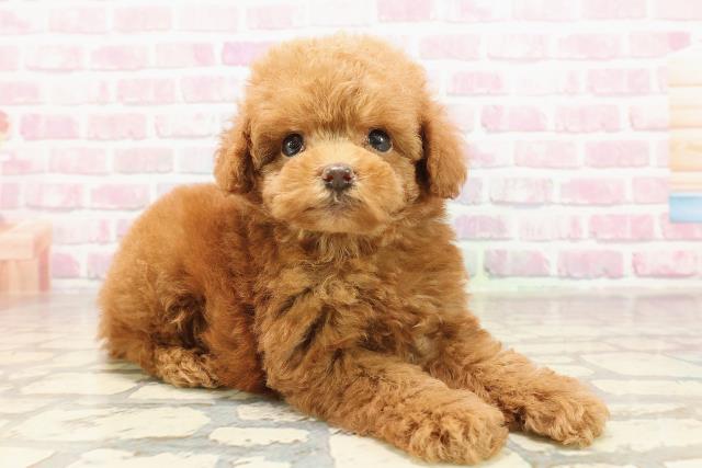 東京都のトイプードル(トイ) (Coo&RIKU池袋西口店/2025年6月15日生まれ/男の子/レッド)の子犬の3枚目の画像