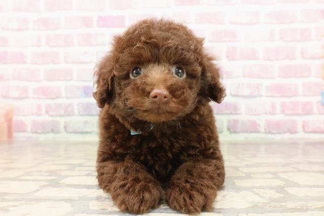 神奈川県のトイプードル(トイ) (Coo&RIKU相模原店/2025年6月15日生まれ/男の子/ブラウン)の子犬の1枚目の画像