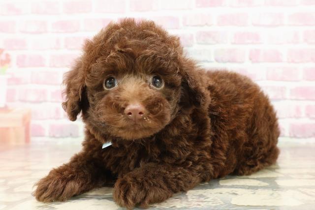 神奈川県のトイプードル(トイ) (Coo&RIKU相模原店/2025年6月15日生まれ/男の子/ブラウン)の子犬の2枚目の画像