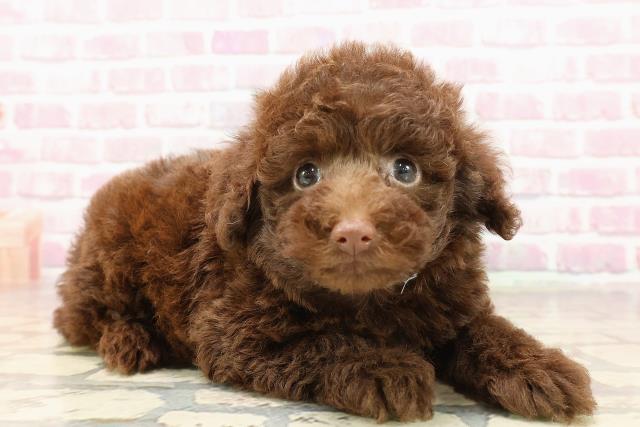 神奈川県のトイプードル(トイ) (Coo&RIKU相模原店/2025年6月15日生まれ/男の子/ブラウン)の子犬の3枚目の画像