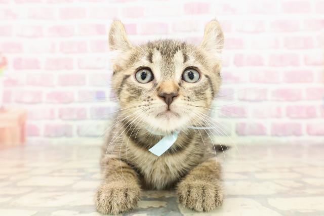 新潟県のキンカロー (Coo&RIKUイオンモール新発田店/2025年6月11日生まれ/男の子/ブラウンタビー)の子猫の1枚目の画像
