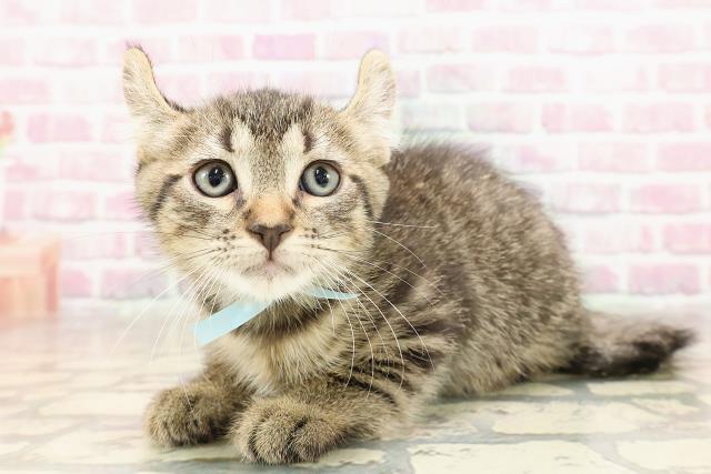 新潟県のキンカロー (Coo&RIKUイオンモール新発田店/2025年6月11日生まれ/男の子/ブラウンタビー)の子猫の2枚目の画像