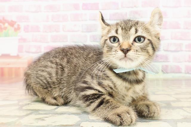 新潟県のキンカロー (Coo&RIKUイオンモール新発田店/2025年6月11日生まれ/男の子/ブラウンタビー)の子猫の3枚目の画像